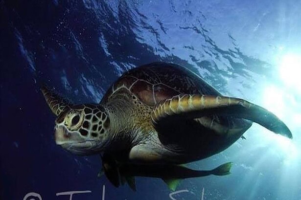 Green sea turtle swimming near the surface with sunlight streaming through the water
