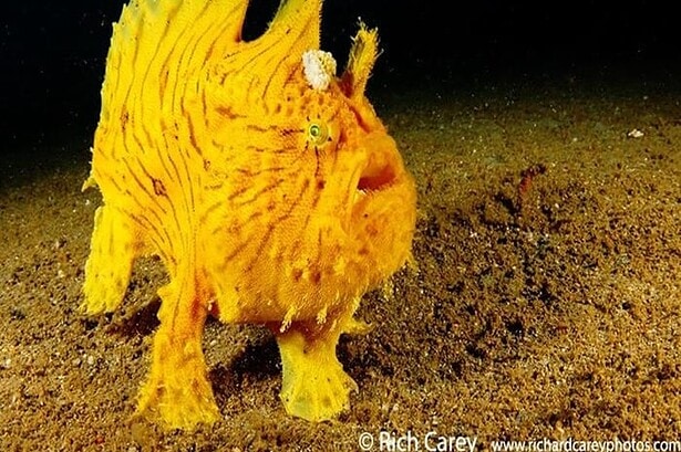 Bright yellow frogfish with spiky fins perched on the sandy seabed