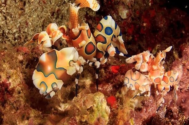 Pair of harlequin shrimp with blue-ringed orange shells resting on coral rubble