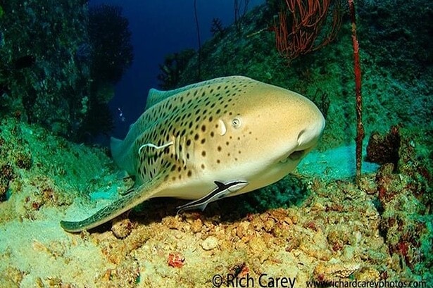 Leopard shark resting on the seabed with a remora attached near its gills