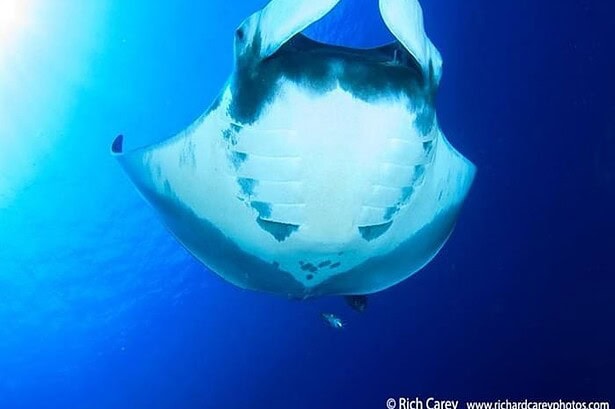 Manta ray gliding overhead viewed from below, with a diver visible in the blue water beneath it