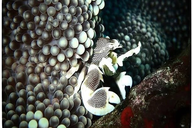 porcelain crab clinging to anemone tentacles on a Similan Islands reef