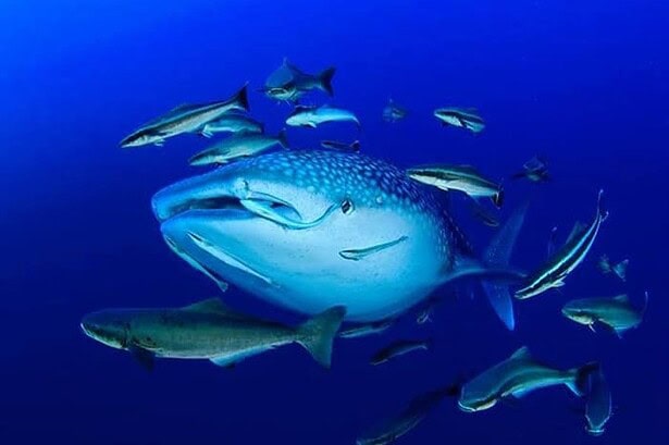 whale shark swimming through a school of fish in open blue water