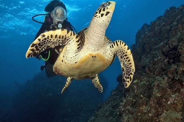 Diver alongside a hawksbill turtle at a reef near Koh Phi Phi West
