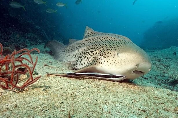 Zebra shark resting on the sandy seabed near soft coral