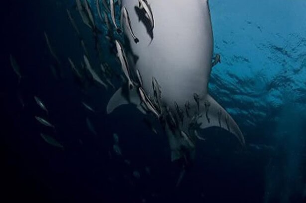 Whale shark silhouette seen from below at Richelieu Rock, trailed by a school of fish