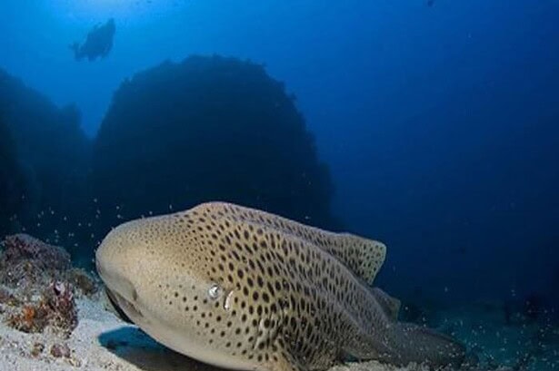 Leopard shark resting on the sandy bottom near a coral pinnacle at the Twin Peaks dive site in Thailand