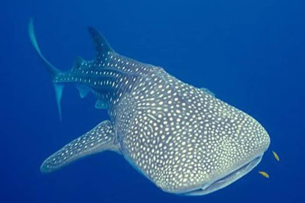 Whale shark gliding through open blue water with two small fish trailing near its mouth
