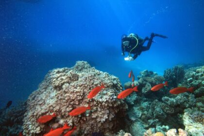 Scuba diver swimming above a coral head surrounded by red bigeye fish in the Red Sea