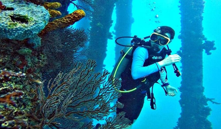 Diver beside coral-covered pier pilings and sea fans at Cement Plant Pier, Barbados