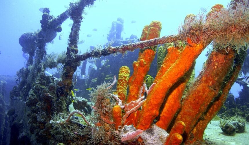 Orange tube sponges growing on the Pamir wreck framework with divers passing in the background