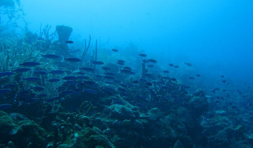 School of blue and yellow reef fish drifting over a sponge-covered reef at Victor's in Barbados