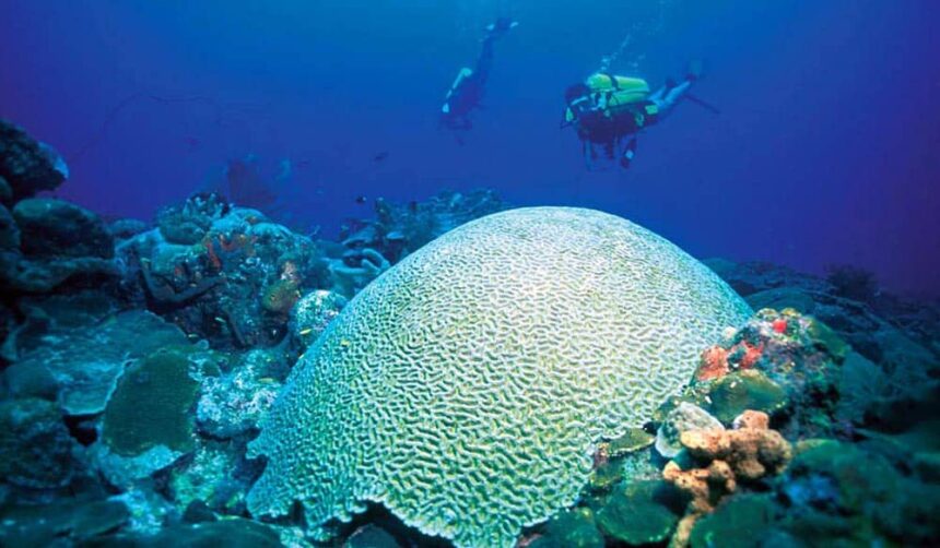 Large brain coral dome with two divers finning overhead in deep blue water