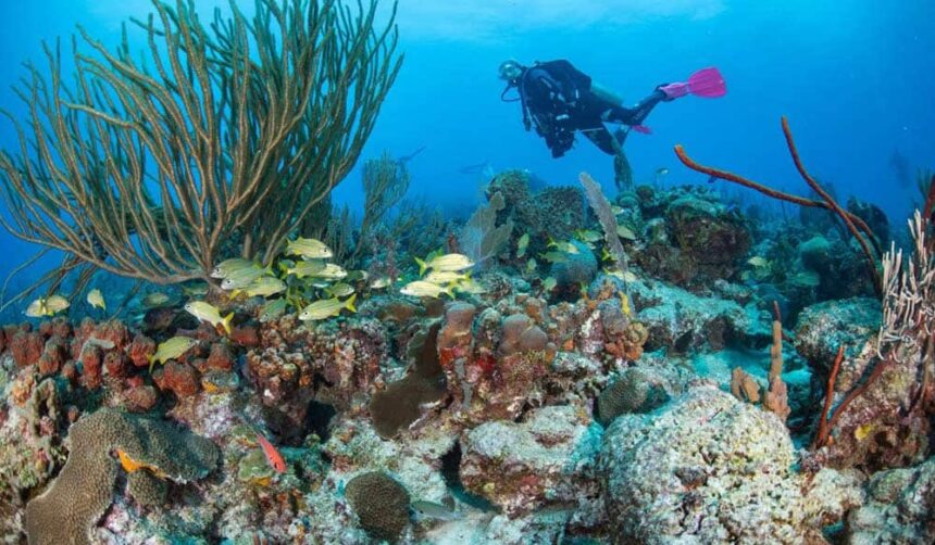Diver above a Barbados reef where yellow grunts school among sea rods and coral heads