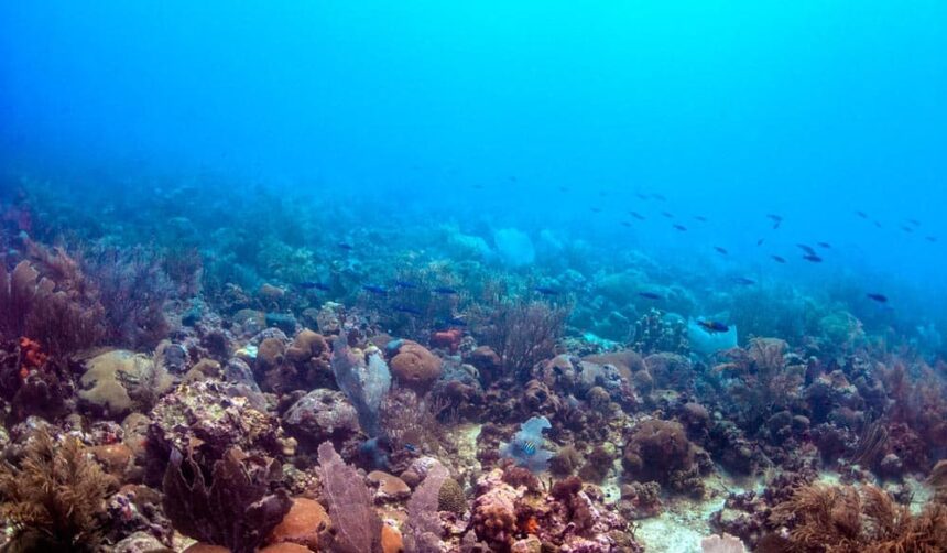 Reef at Johnsons in Barbados with sea fans, sponges and small fish schooling in blue water