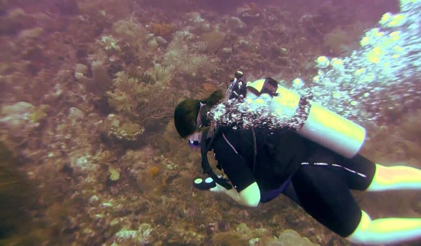 Scuba diver finning over a sponge-covered coral ridge at The Muff in Barbados