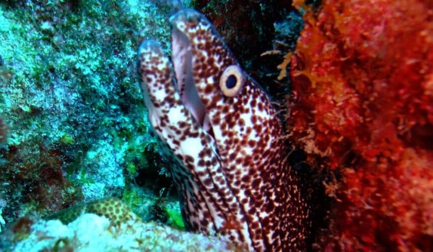 Spotted moray eel peering out of a reef crevice beside bright red sponge growth