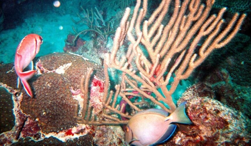 Pink reef fish and a surgeonfish hovering over coral heads and sea rods at Old Fort
