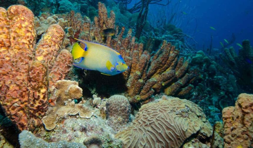 Queen angelfish swimming past orange tube sponges and brain coral on a Bonaire reef
