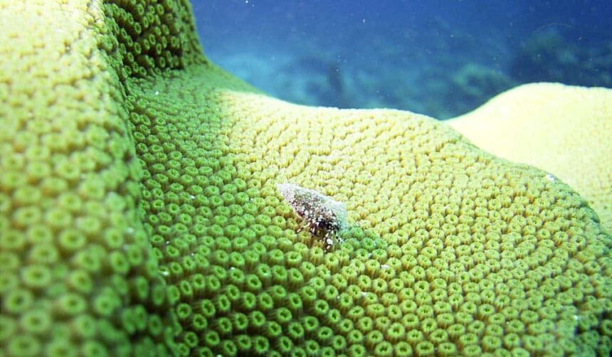 Close-up of a green star coral colony with polyps extended on a Bonaire reef