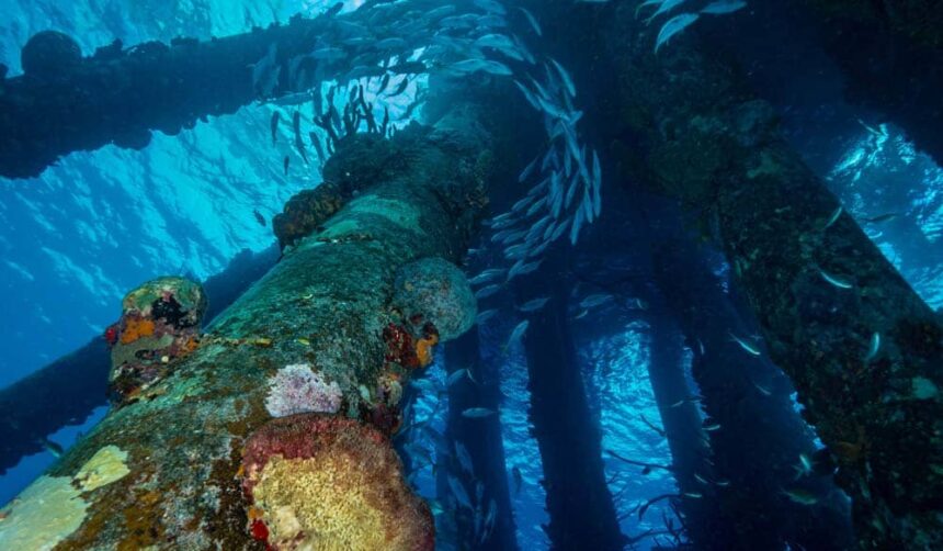 Coral-covered pillars of Bonaire's Salt Pier with schooling fish in the sunlit shallows