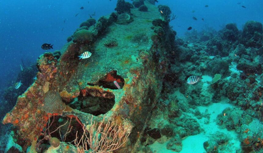 Coral-encrusted wreckage on the reef at Capt Don's Reef with sergeant major fish circling