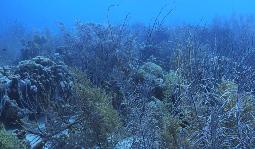 Dense stand of soft corals and sea rods covering the reef at the Forest dive site in Bonaire