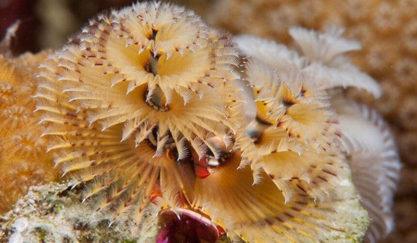 Pair of Christmas tree worms fanning their spiral crowns from a coral head