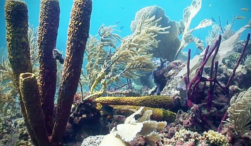 Purple and brown tube sponges among sea plumes on the shallow reef at Dos Cocos near Saona Island