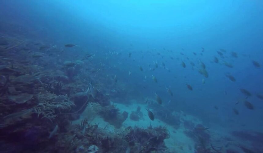 Schooling fish drifting over the coral reef at Happy Valley dive site in Grenada