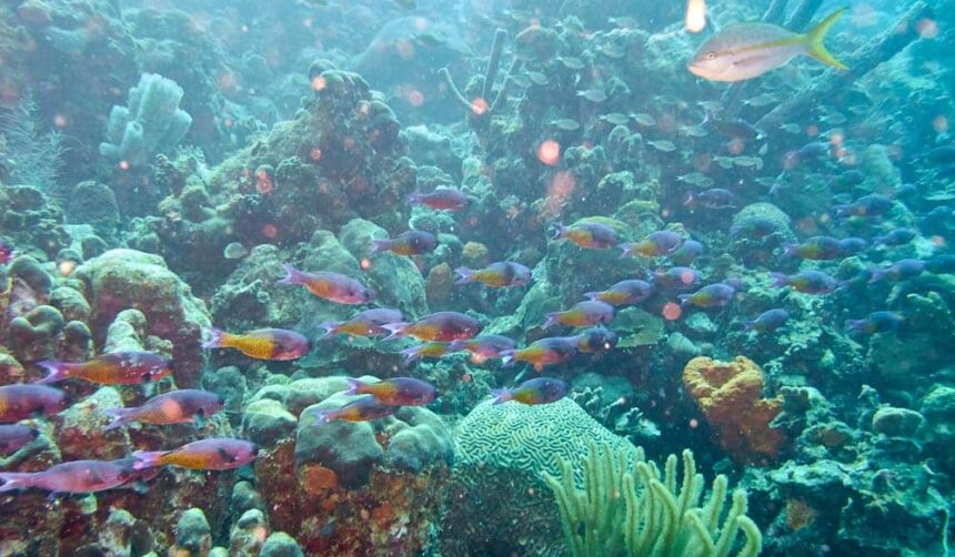 School of purple and yellow reef fish streaming over coral heads at Sharon Serenity in Bonaire