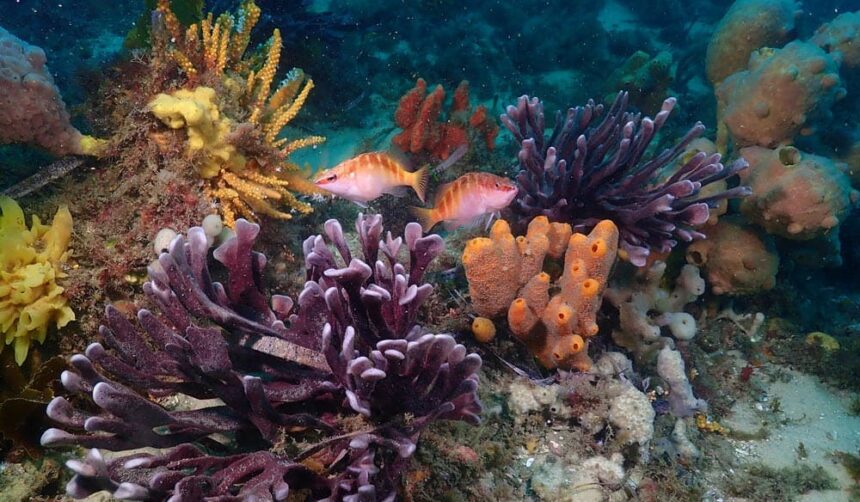 Purple soft corals, orange sponges and two pink reef fish on the shallow reef at Nudibranch Gardens