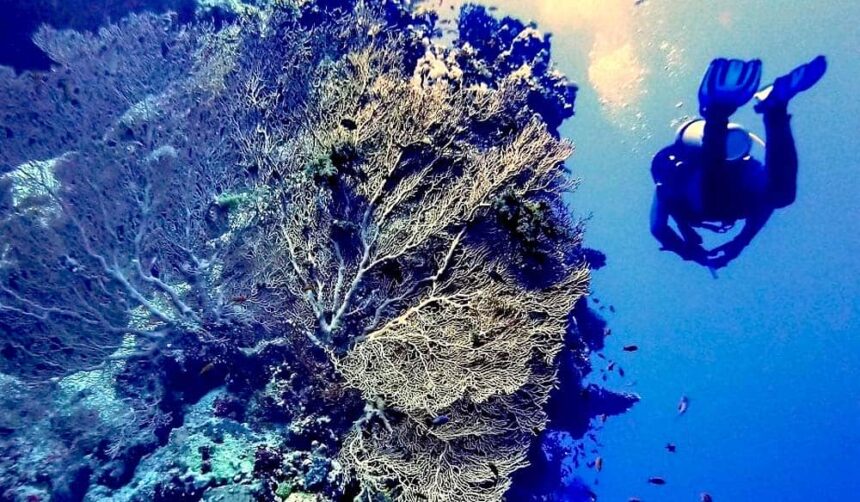 Large sea fan on the drop-off at Big Wall with a diver silhouetted in the blue above