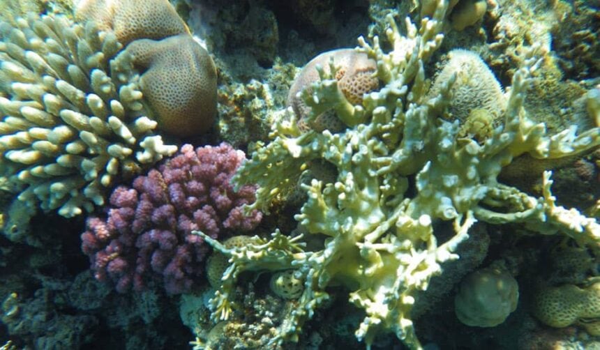 Branching and cauliflower corals in bright shallow water on the Hon Mo reef, Cham Islands