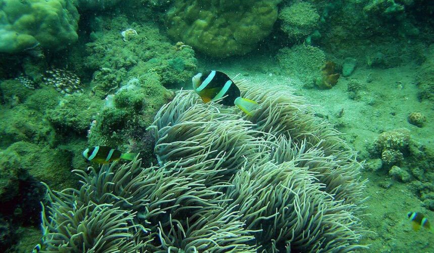 Anemonefish sheltering among the tentacles of a large anemone on the reef at Moray Beach