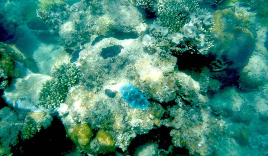 Blue giant clam set into a shallow coral bommie on the plateau reef at Hon Tai