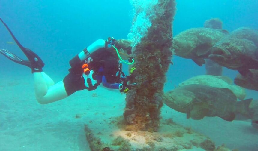 Diver hovering by the wreck mast at Groupers Grotto as several large groupers hold station nearby