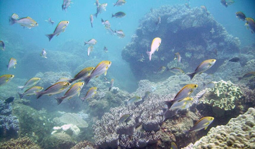 School of yellow and silver fusiliers streaming over the coral pinnacle at Hon Nhan
