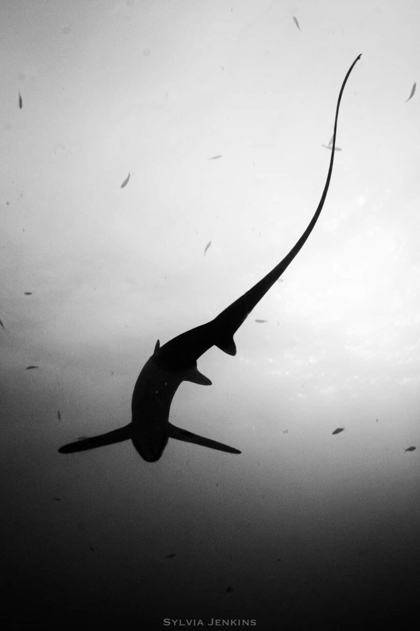 Silhouette of a thresher shark with its long upper tail lobe against bright surface light