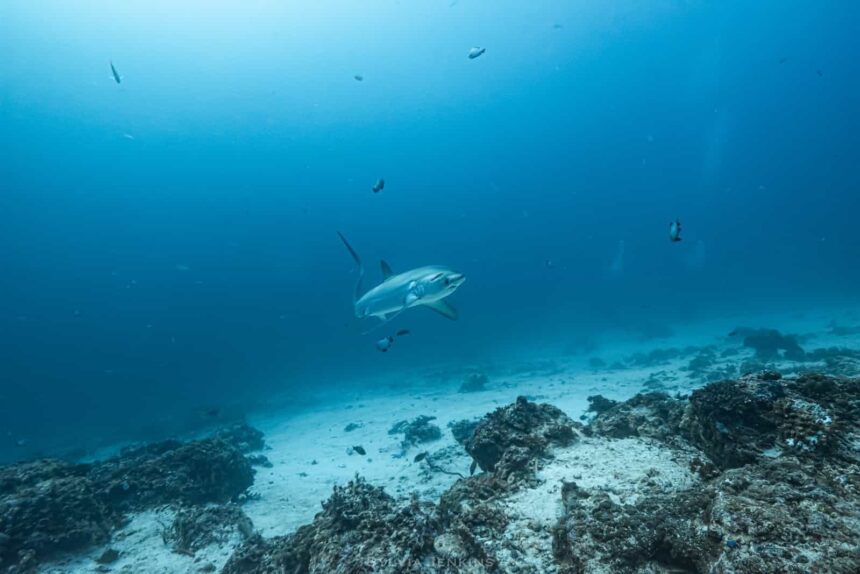 Thresher shark cruising over the rubble seabed at Monad Shoal in Malapascua