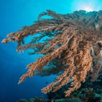 Large soft coral tree spreading off a reef wall with sunlight breaking through the blue