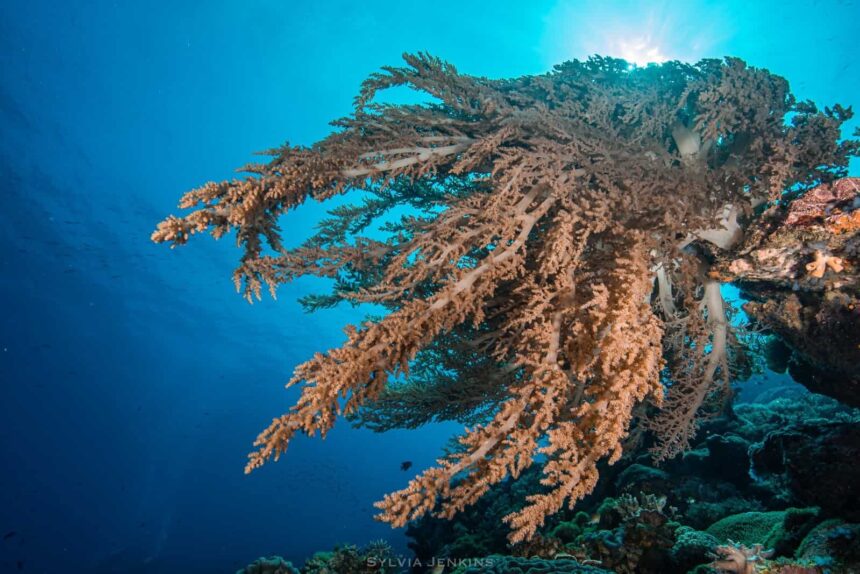 Large soft coral tree spreading off a reef wall with sunlight breaking through the blue