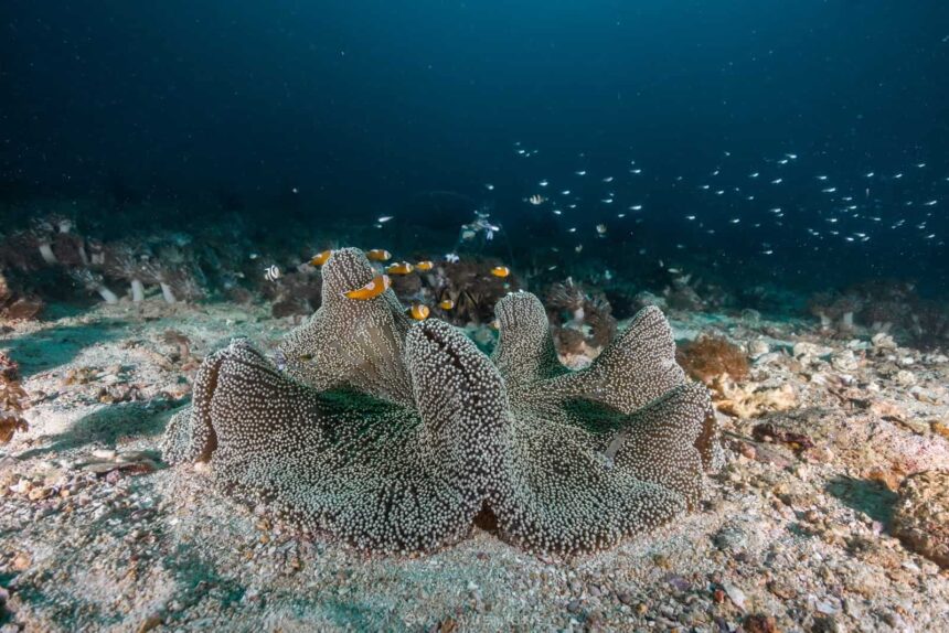 Giant carpet anemone on a sandy slope with anemonefish sheltering among its folds