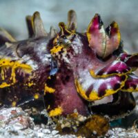 Flamboyant cuttlefish in purple, yellow and cream flaring its arms on the sand
