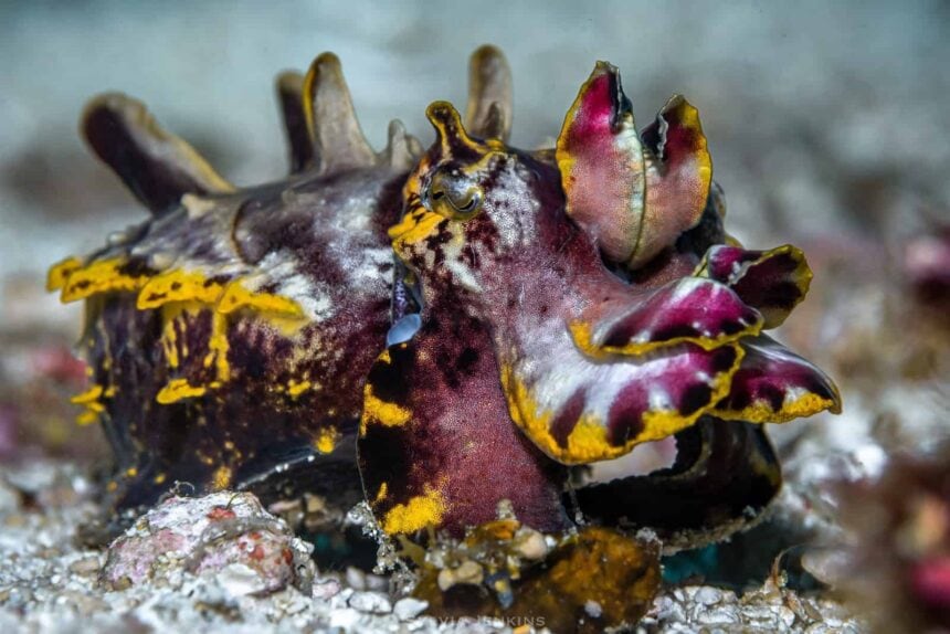 Flamboyant cuttlefish in purple, yellow and cream flaring its arms on the sand
