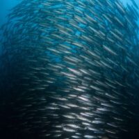 Dense school of barracuda massed into a wall in open blue water