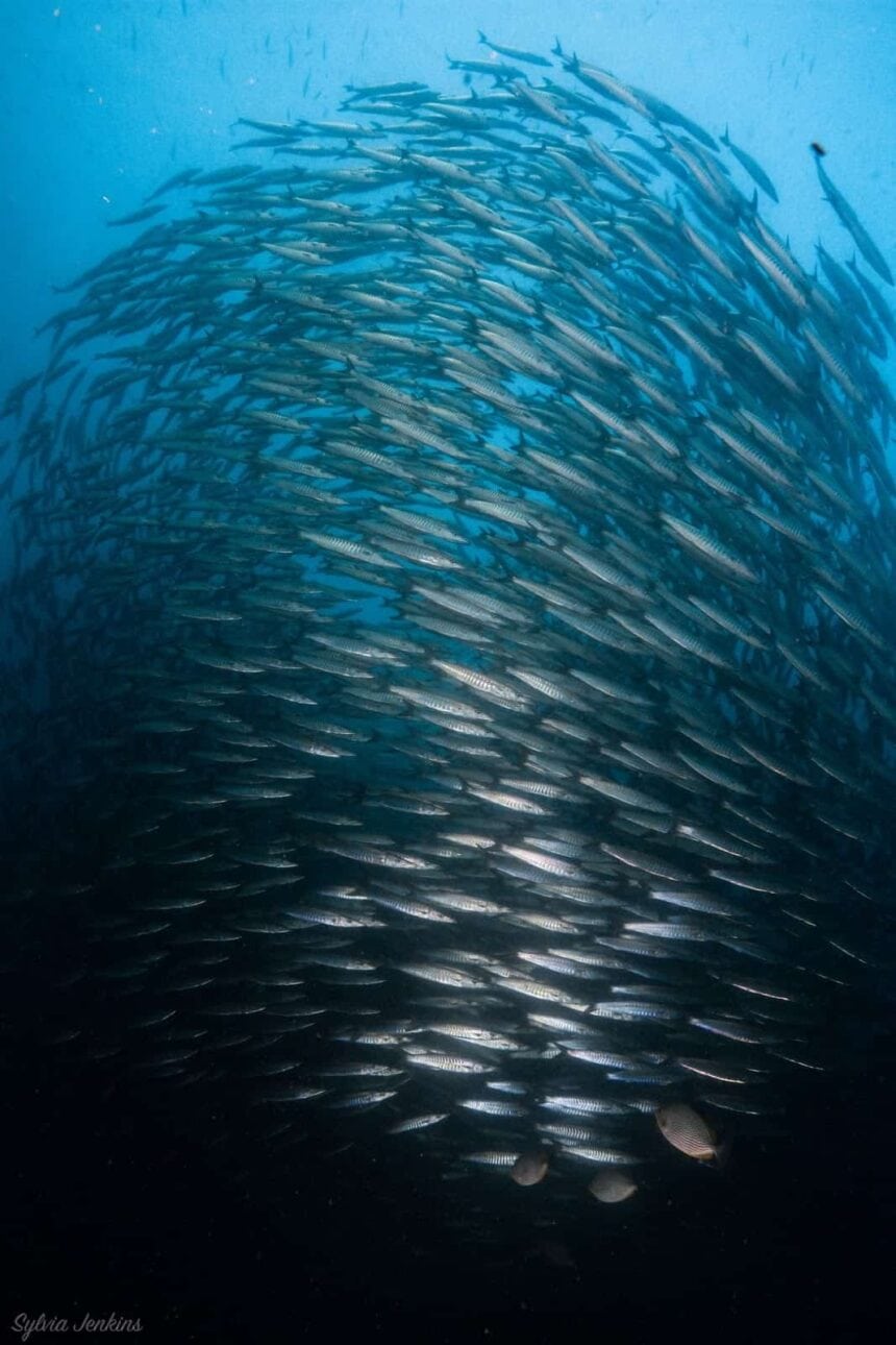 Dense school of barracuda massed into a wall in open blue water