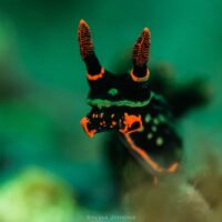 Black nudibranch with orange-tipped rhinophores against green water at Chocolate Island