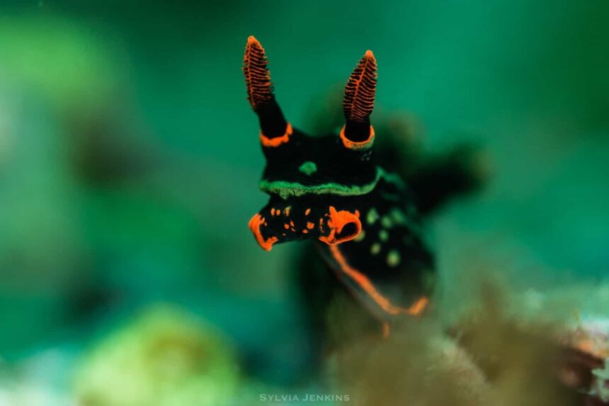Black nudibranch with orange-tipped rhinophores against green water at Chocolate Island