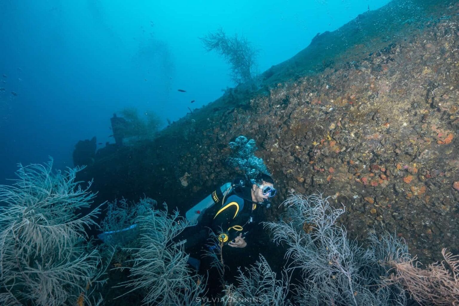 Scuba diver finning along the coral-covered hull of the Dona Marilyn wreck